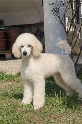 Pudla / Standard pudla / Velika pudla 
