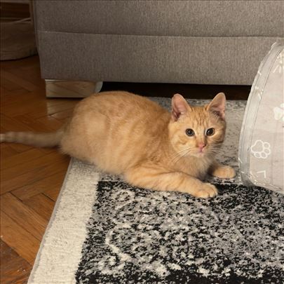 Žujko traži svoj zauvek dom 