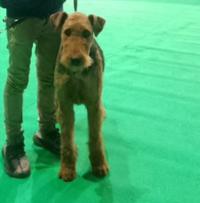 Erdel terijer, štene