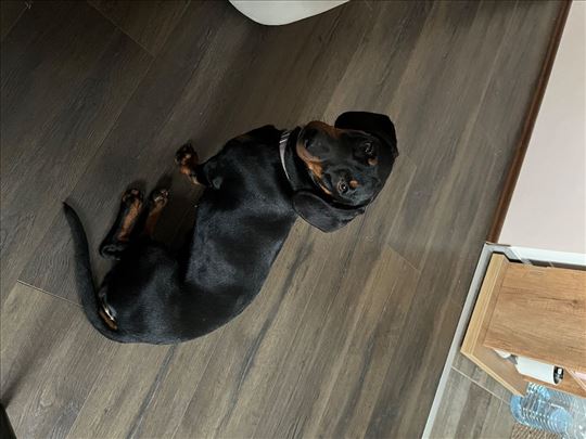 Jazavičar, mlad pas