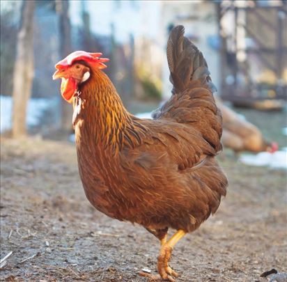 KOKOŠKE EXTRA KVALITETA