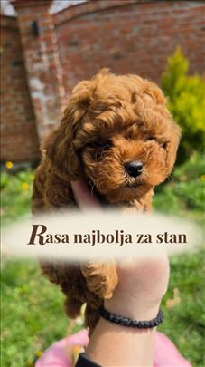 Neodoljive toy pudle