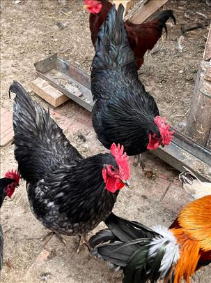 Australorp petlovi