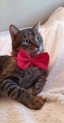 Duleta niko ne zeli jer nema rep, a on je predivan