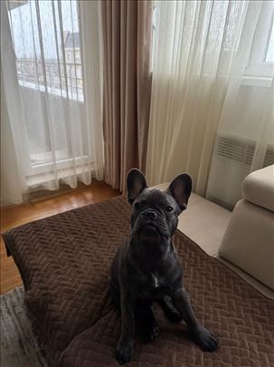 Francuski Buldog trazi dom!