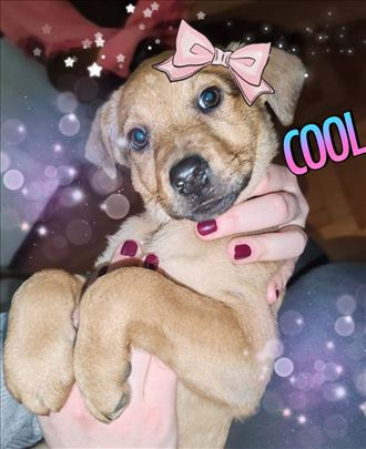 Hitno potreban dom za predivno stene Bg/NS/Pa