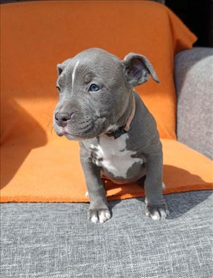 Pitbull Blue Nose stenci