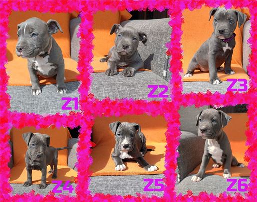 Pitbull Blue Nose stenci