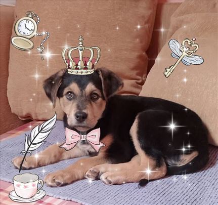 Predobro stene ostaje bez smestaj, hitno treba dom