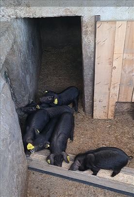Prodaja prasića Moravke-domaći uzgoj