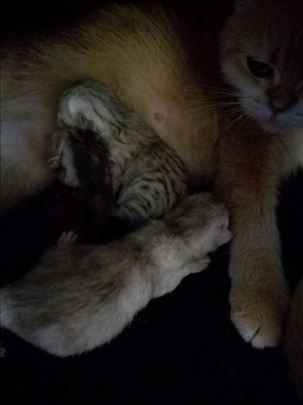 Britanska kratkodlaka, mače