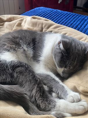 Nestala sivo-bela maca u Vinodolskoj ulici.