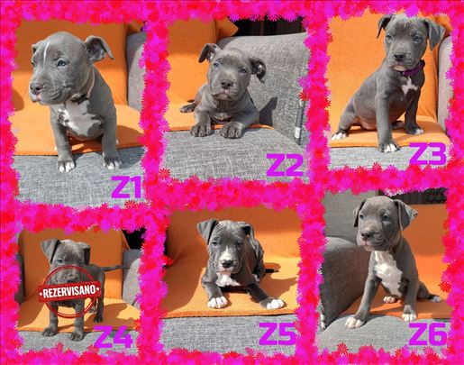 Pitbull Blue Nose stenci