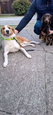 Posavski gonič, mlad pas