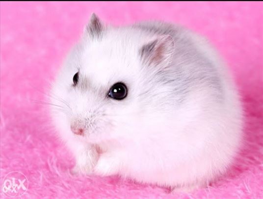 Prodajem belu zenku leminga