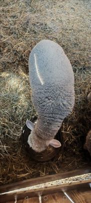 Prodajem ili menjam muško jagnje il de frans