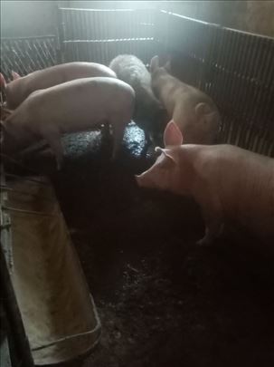 Prvoklasni tovljenici i mangulice na prodaju