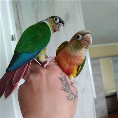 Rucno Hranjeni papagaji Pyrhure