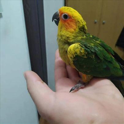 Rucno Hranjeni papagaji Sucane Aratinge