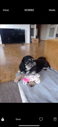 Ši-cu, odrastao pas