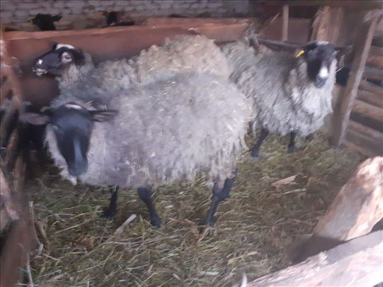 stado romanovskih ovaca 