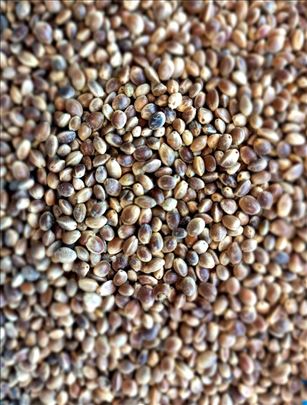 Inustrijska konoplja za sportski ribolov