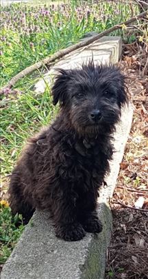 Mešanac, štene, Valjevo