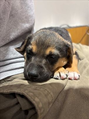 Nala, predivno štene (2-3 meseca) traži dom!