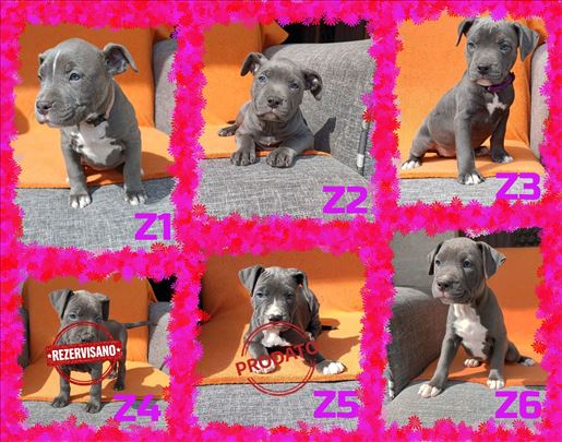 Pitbull Blue Nose stenci