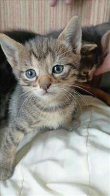 Preslatki mačići traže dom