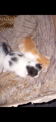 Preslatki mačići traže dom i odgovorne vlasnike!