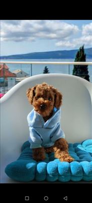 Luxury Toy i Teacup crvena Pudla