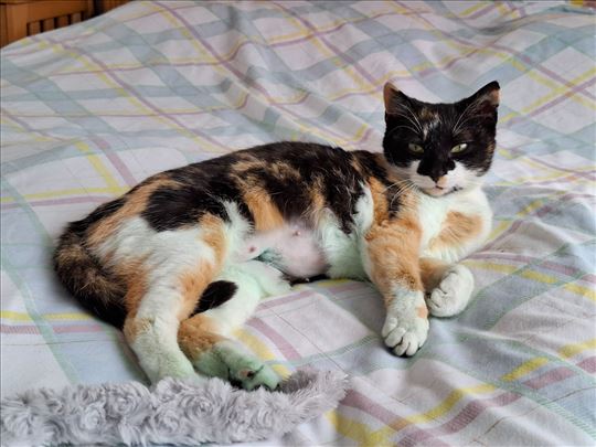 Maca traži dom da ne bi morala nazad na ulicu.