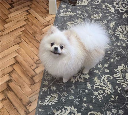 Pomeranac bele boje, star 1 godinu