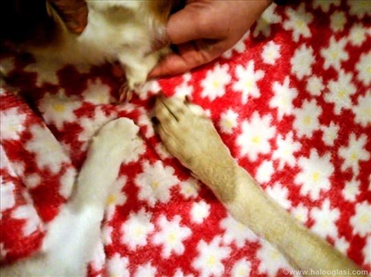 Šetnja i obdanište za ljubimce pansion Shapamata