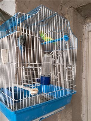 Tigrice radni parovi