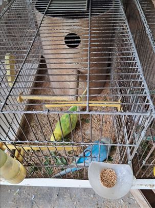 Tigrice radni parovi