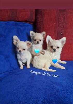 Čivava , mikro čivava, štene