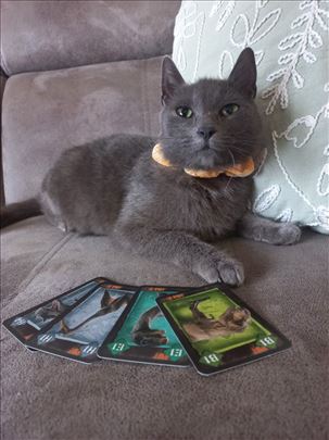 Plava mlada mačka Malinka