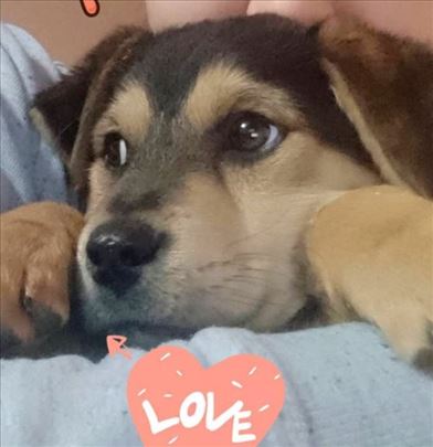 Predivno, mirno stene hitno trazi dom,Bg/Ns/Pa