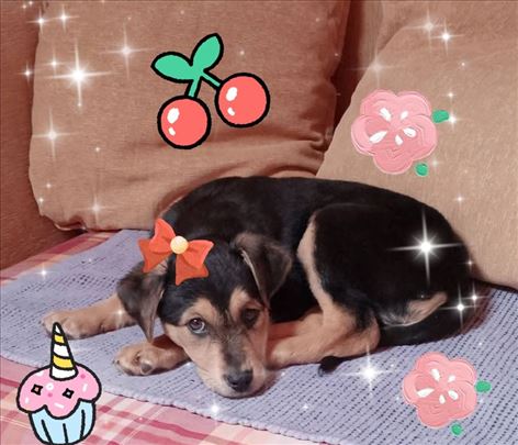 Imamo jos 7 dana da nadjemo dom za ovo divno stene