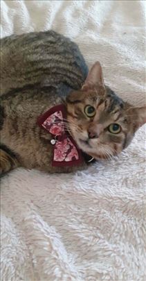 Predobri, umiljati macak Dule trazi dom, Bg/NS/Pa