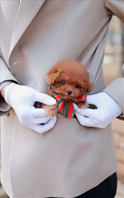 Teacup Pudle, štene