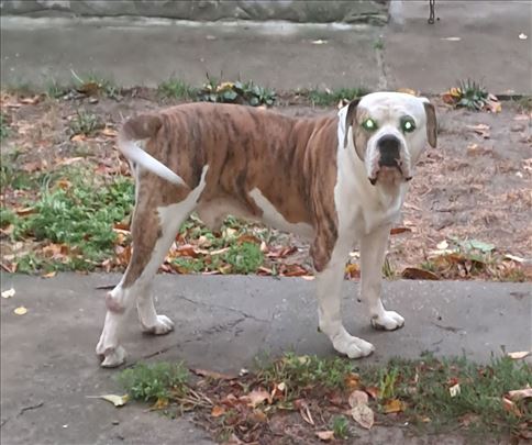 Američki Buldog mužjak slobodan za parenje