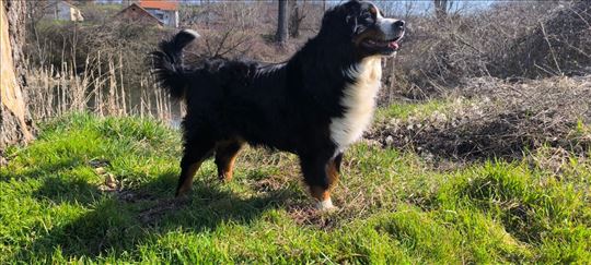 Bernski planinski pas – muzjak za plansko parenje