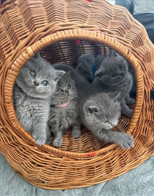 Britanska kratkodlaka, kitten