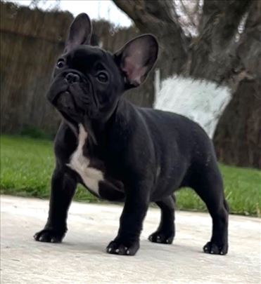 Francuski buldog stenci ~m/ž ,2,5 mes.,top line !