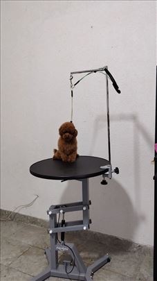  Luxury Toy i Teacup crvena Pudla