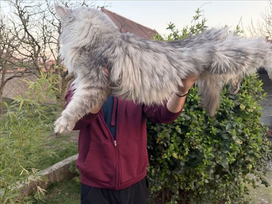 Maine Coon , odrasla mačka