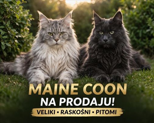 Maine Coon , odrasla mačka